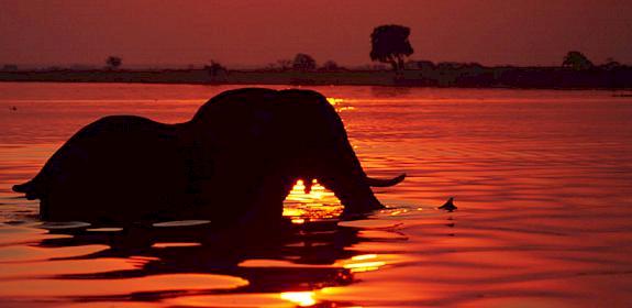 Japan's wildlife consumption market has changed dramatically since the 1970s and 80s © Martin Harvey / WWF